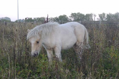 Big picture of Lacoste of Northstar, prem G