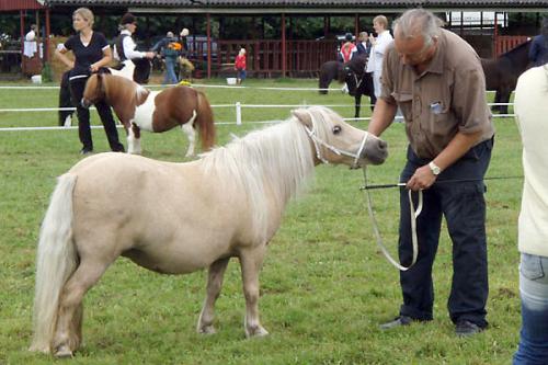 Big picture of Kilcummer Palomino Prudence SUCH, Diplom 42p, prem GI 