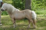 Small picture of Kilcummer Golden Breeze, SPSB AC019 S96-55. NL S818568