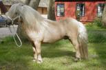 Picture of Kilcummer Golden Breeze, SPSB AC019 S96-55. NL S818568 