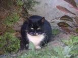 Small picture of Zorro