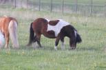 Small picture of Lillybelle of Northstar 40p. Såld.