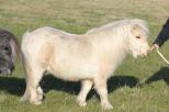 Small picture of Lady Marmalade of Northstar. Såld