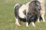 Small picture of Misty Rose of Northstar. Såld.