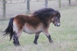 Small picture of Rolex of Northstar. Såld