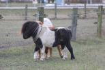 Small picture of Galahad of Northstar, Såld
