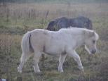 Picture of Lacoste of Northstar, prem G