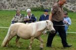 Picture of Kilcummer Palomino Prudence SUCH, Diplom 42p, prem GI 