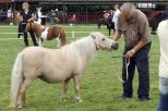 Small picture of Kilcummer Palomino Prudence SUCH, Diplom 42p, prem GI