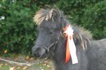 Picture of Gant of Northstar, Champion, 39p